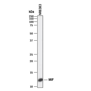 Detection of Rat MIF antibody by Western Blot.