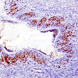 MIF antibody in Human Ovary by Immunohistochemistry (IHC-P).