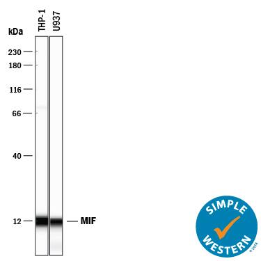 Detection of Humean MIF antibody by Simple WesternTM.