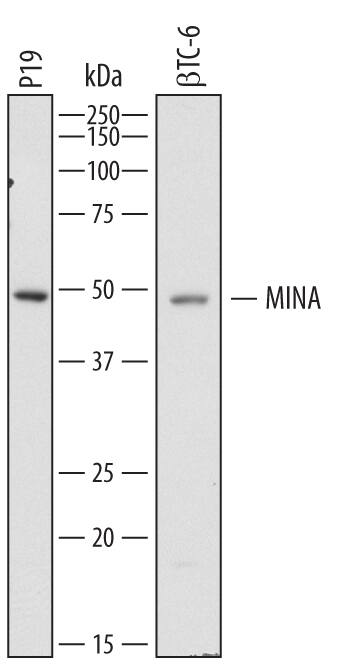 Detection of Mouse MINA antibody by Western Blot.