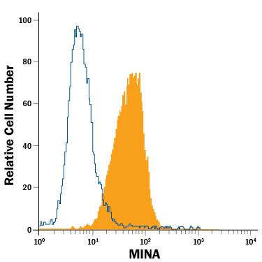 Detection of MINA antibody in Jurkat Human Cell Line antibody by Flow Cytometry.