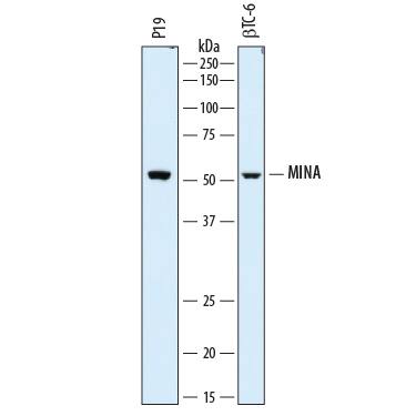 Detection of Mouse MINA antibody by Western Blot.