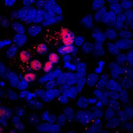 MIXL1 antibody in D3 Mouse Embryonic Stem Cells by Immunocytochemistry (ICC).