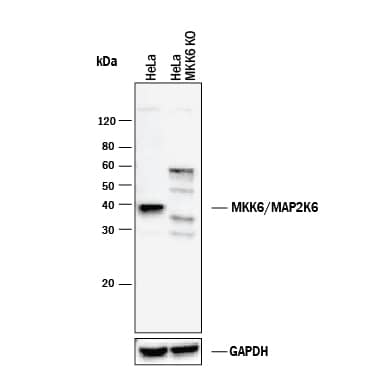 Western Blot Shows Human MKK6 Antibody Specificity by Using Knockout Cell Line.