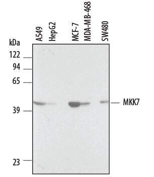 Detection of Human MKK7 antibody by Western Blot.