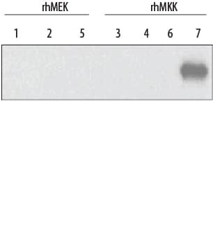 Detection of Human MKK7 antibody by Western Blot.