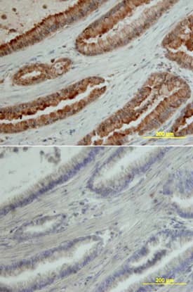 MMP-7 antibody in Human Pancreas by Immunohistochemistry (IHC-P).
