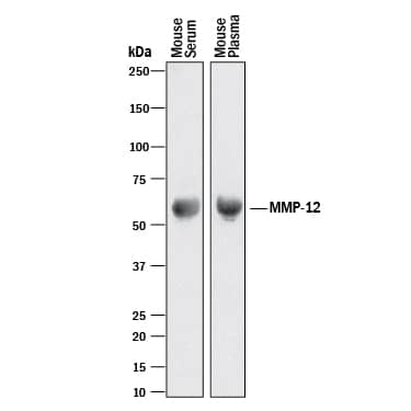 Detection of Mouse MMP-12 antibody by Western Blot.