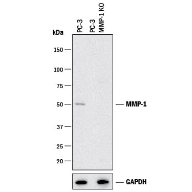 Western Blot Shows Human MMP-1 Antibody Specificity by Using Knockout Cell Line.