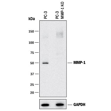 Western Blot Shows Human MMP-1 Antibody Specificity by Using Knockout Cell Line.