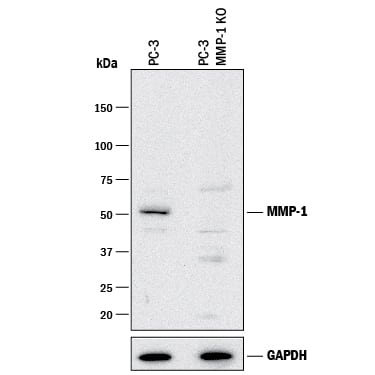 Western Blot Shows Human MMP-1 Antibody Specificity by Using Knockout Cell Line.