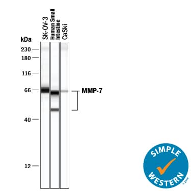 Detection of Human MMP-7 antibody by Simple WesternTM.