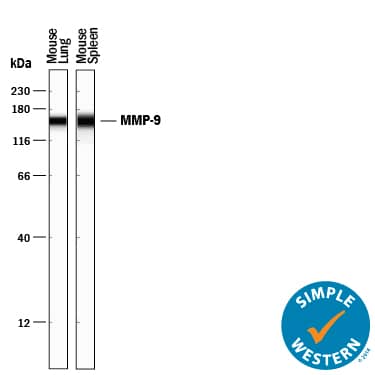 Detection of Mouse MMP-9 antibody by Simple WesternTM.