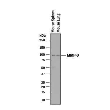 Detection of Mouse MMP-9 antibody by Western Blot.