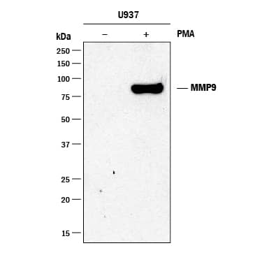 Detection of Human MMP-9 antibody by Western Blot.