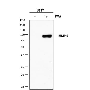 Detection of Human MMP-9 antibody by Western Blot.