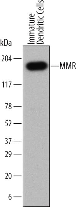 Detection of Human MMR/CD206 antibody by Western Blot.