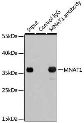 Western Blot: MNAT1 AntibodyBSA Free [NBP3-04663]