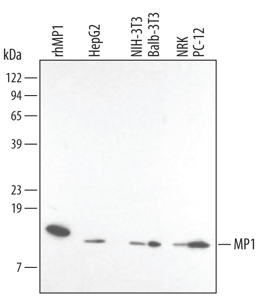 Detection of Human/Mouse/Rat MP1 antibody by Western Blot.