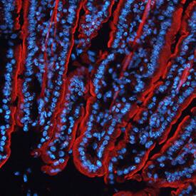 MR1 antibody in Rat Intestine by Immunohistochemistry (IHC-Fr).