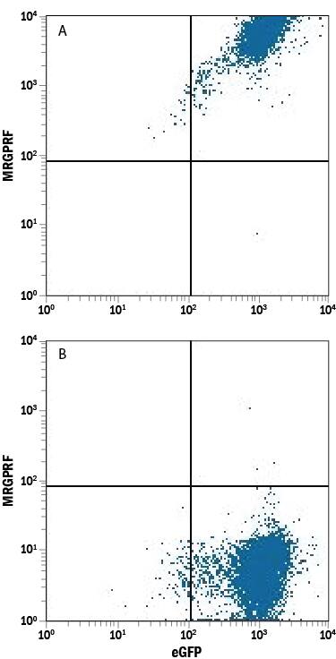 Detection of MRGPRF antibody in HEK293 Human Cell Line Transfected with Human MRGPRF and eGFP antibody by Flow Cytometry.
