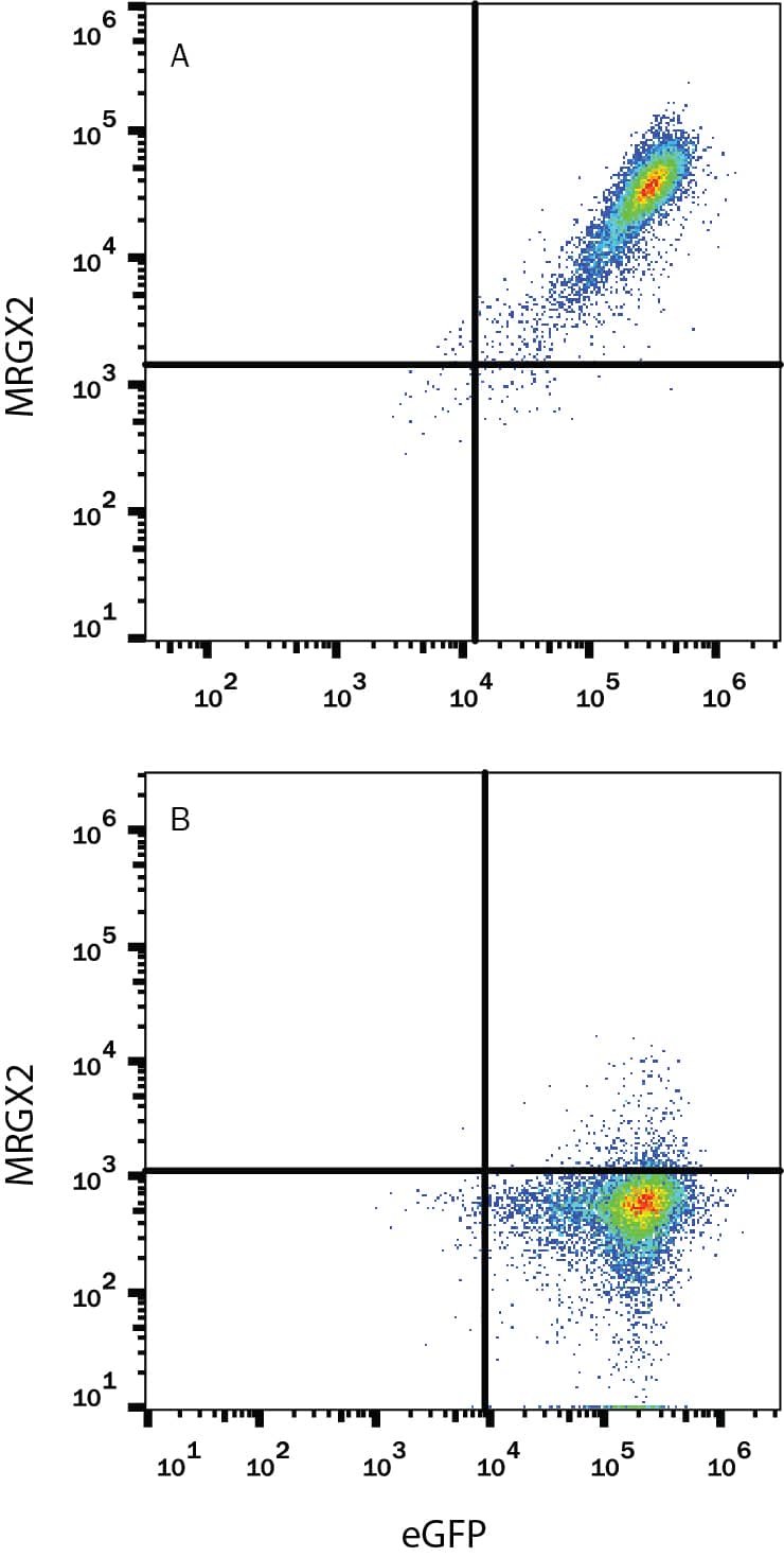 Detection of MRGX2 antibody in HEK293 Human Cell Line Transfected with Human MRGX2 and eGFP antibody by Flow Cytometry.