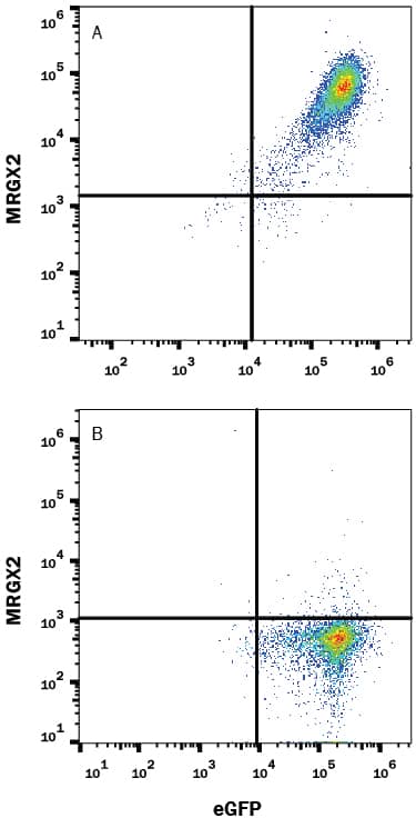 Detection of MRGX2 antibody in HEK293 Human Cell Line Transfected with Human MRGX2 and eGFP antibody by Flow Cytometry.