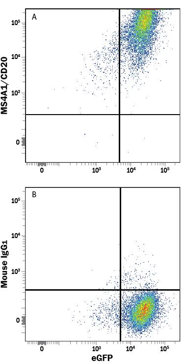 Detection of MS4A1/CD20 antibody in HEK293 Human Cell Line Transfected with Human MS4A1/CD20 and eGFP antibody by Flow Cytometry.