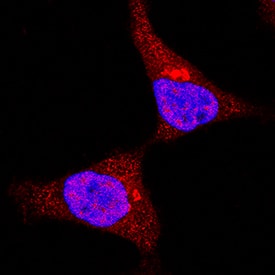MSK1 antibody in HeLa Human Cell Line by Immunocytochemistry (ICC).
