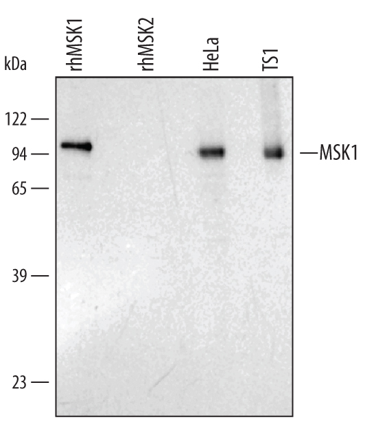 Detection of Human/Mouse MSK1 antibody by Western Blot.