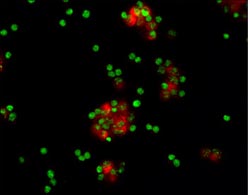 MSK1 antibody in Human Lymphocytes by Immunocytochemistry (ICC).