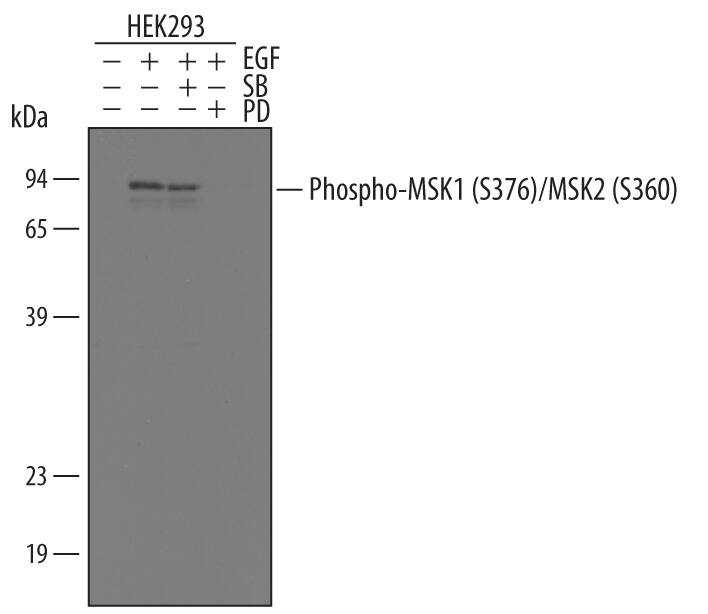 Detection of Human Phospho-MSK1/MSK2 (MSK1 S376, MSK2 S360) antibody by Western Blot.