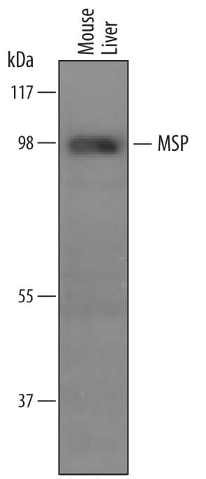 Detection of Mouse MSP/MST1 antibody by Western Blot.