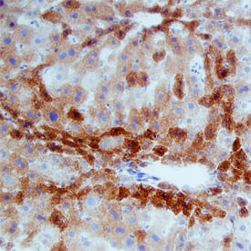 MSP/MST1 antibody in Mouse Liver by Immunohistochemistry (IHC-Fr).