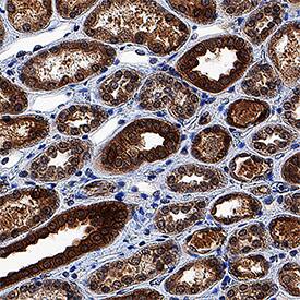 MST2/STK3 antibody in Human Kidney by Immunohistochemistry (IHC-P).