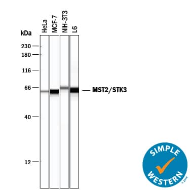 Detection of Human, Mouse, and Rat MST2/STK3 antibody by Simple WesternTM.