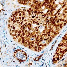 MSX1 antibody in Human Ovary by Immunohistochemistry (IHC-P).