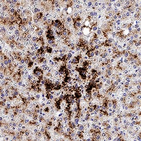 MT2A antibody in Human Liver by Immunohistochemistry (IHC-P).