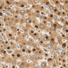 MTF2 antibody in Human Liver by Immunohistochemistry (IHC-P).