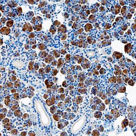 MUC-19 antibody in Human Salivary Gland by Immunohistochemistry (IHC-P).