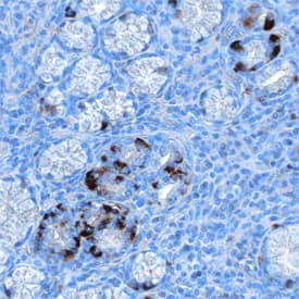 MUC-4 antibody in Human Stomach by Immunohistochemistry (IHC-P).