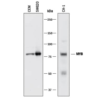 Detection of Human and Mouse MYB antibody by Western Blot.