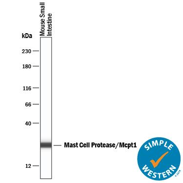 Detection of Mouse Mast Cell Protease-1/Mcpt1 antibody by Simple WesternTM.