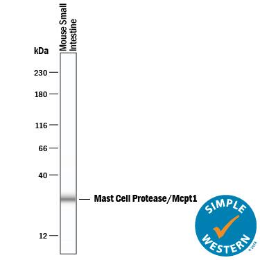 Detection of Mouse Mast Cell Protease-1/Mcpt1 antibody by Simple WesternTM.