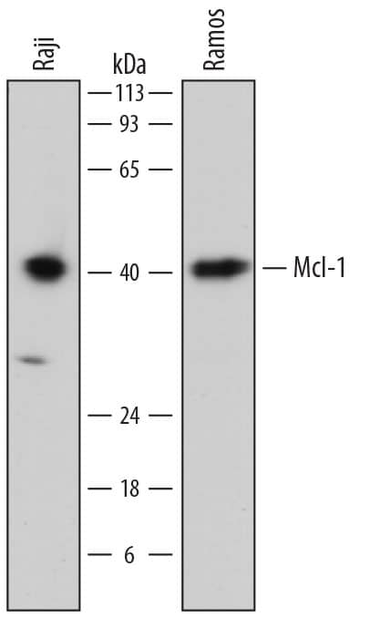 Detection of Human Mcl-1 antibody by Western Blot.