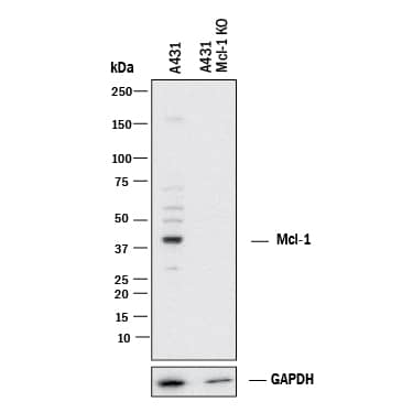 Western Blot Shows Human Mcl-1 Antibody Specificity by Using Knockout Cell Line.