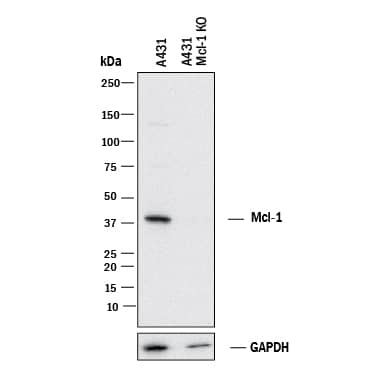 Western Blot Shows Human Mcl-1 Antibody Specificity by Using Knockout Cell Line.
