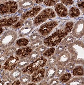 Megalin/LRP2 antibody in Human Kidney by Immunohistochemistry (IHC-P).