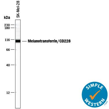 Detection of Human Melanotransferrin/CD228 antibody by Simple WesternTM.