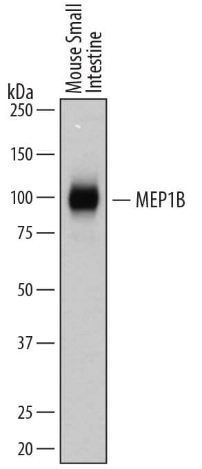 Detection of Mouse Meprin  beta Subunit/MEP1B antibody by Western Blot.